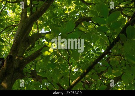 Foglie, rami e tronco di un albero di noce, visto dal suolo sotto l'albero in una giornata di sole Foto Stock