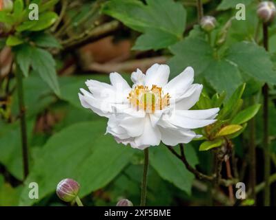 Cultivar giapponese Anemone doppio fiore bianco con stami gialli nel giardino ombreggiato. Eriocapitella hupehensis pianta ornamentale fiorita Foto Stock