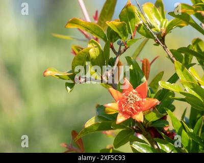 Ramo di granato di Punica con fiori rossi esotici a forma di stella e fogliame verde brillante. Impianto di fioritura del melograno. Foto Stock