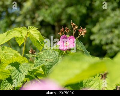 Rubus odoratus viola cinque petali fiore e fogliame luminoso. Pianta di lampone a fiore viola. Arbusto ornamentale di lamponi della Virginia. Foto Stock