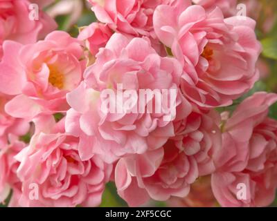 Bellissimo sfondo estetico rosa pallido e tenero con fiori di rosa. Arbusti di fiori di rosa in primo piano. Foto Stock