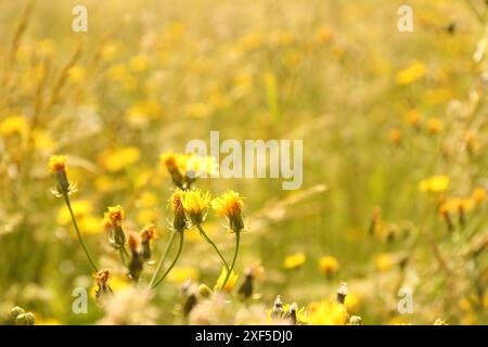 Splendidi fiori gialli che fioriscono nel campo, primo piano Foto Stock