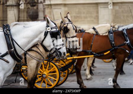 siviglia, Spagna. 7 febbraio 2024 - carrozze trainate da cavalli parcheggiate fuori dalla cattedrale di Siviglia Foto Stock