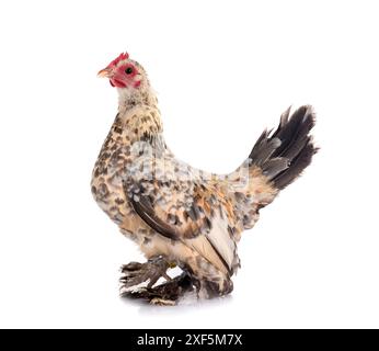 Botted Bantam, pollo davanti a sfondo bianco Foto Stock