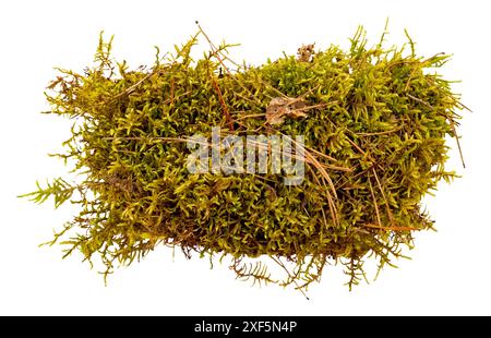 Un pezzo di muschio o erba su sfondo bianco. Vista dall'alto. Isolamento del muschio verde Foto Stock