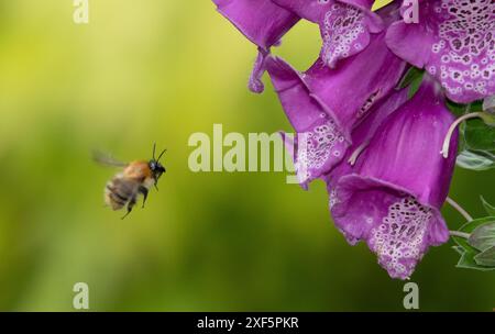 Guanti Foxgloves e un comune Bumble Bee Carder, Chipping, Preston, Lancashire, Regno Unito Foto Stock