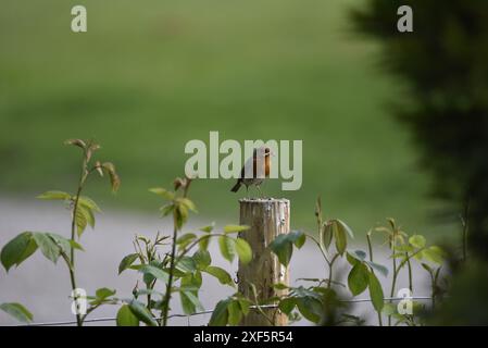 European Robin (erithacus rubecula) arroccato sulla cima di un palo di legno in un parco, a destra e con un verme nel becco, girato in Galles, Regno Unito Foto Stock