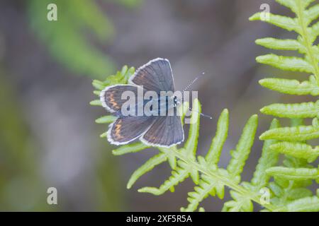 Farfalla blu femmina con borchie argento Dorset UK Foto Stock