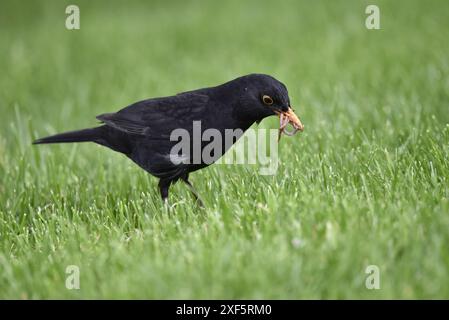 Vista ravvicinata del Blackbird comune maschio (Turdus merula) a destra, camminando sull'erba con vermi in becco e occhio sulla telecamera, nel Regno Unito Foto Stock