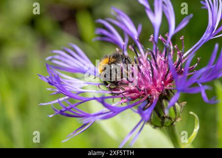 Un'ape bumble su un fiordaliso, Chipping, Preston, Lancashire, Regno Unito Foto Stock