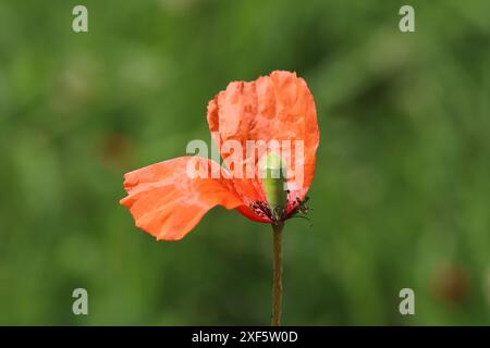 Primo piano di un singolo fiore di papavero rosso con solo due petali rimasti, sfondo sfocato verde Foto Stock