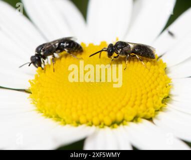 Api mascherate su una margherita a occhio di bue, Chipping, Preston, Lancashire, Regno Unito Foto Stock