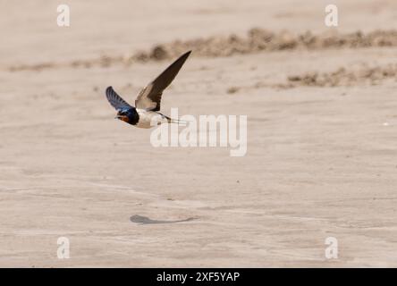 Un volo di swallow, Arnside, Milnthorpe, Cumbria, Regno Unito Foto Stock