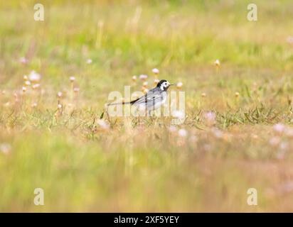 A Pied Wagtail, Arnside, Milnthorpe, Cumbria, Regno Unito Foto Stock