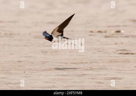 Un volo di swallow, Arnside, Milnthorpe, Cumbria, Regno Unito Foto Stock