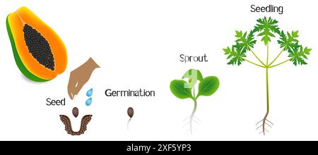 Sequenza di una pianta di papaya che cresce isolata su bianco. Illustrazione Vettoriale