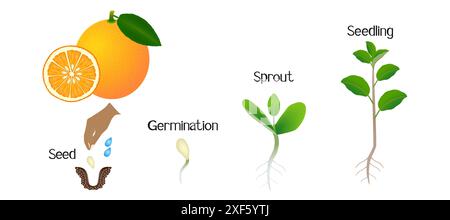 Sequenza di una pianta di arancia che cresce isolata su bianco. Illustrazione Vettoriale