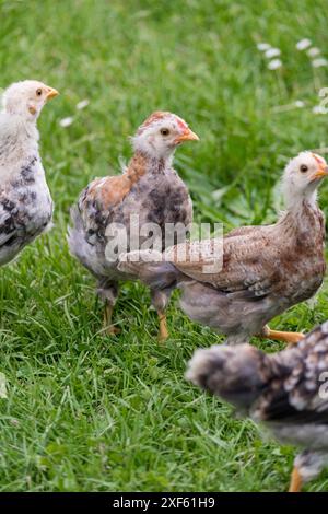 Gruppo di pulcini sull'erba verde all'aperto. Carini animali appena nati. Ambiente naturale. Foto Stock