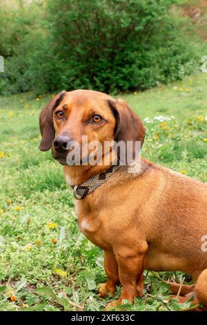 Un buffo cane da dachshund giace sulla schiena su uno sfondo bianco. Vista dall'alto, posiziona per il testo. Foto Stock