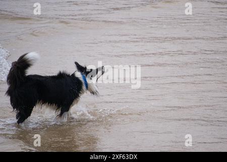 Il cane gioca in spiaggia Foto Stock