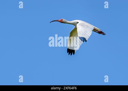 Ibis bianco americano (Eudocimus albus / Scolopax alba) - adulti in volo contro il cielo blu, originario degli Stati Uniti meridionali e della costa caraibica dell'America centrale Foto Stock