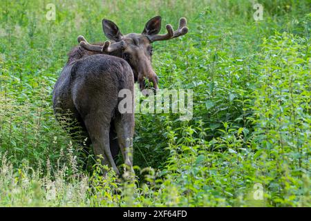 Alce/alce (Alces alces) toro/maschio con piccole corna ricoperte di velluto in primavera, originario della Scandinavia Foto Stock