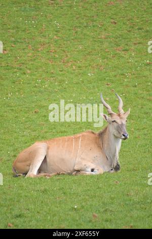 L'antilope ugandese kob spazia liberamente dalla savana africana Foto Stock