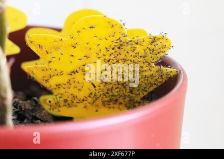 Gattini di funghi catturati su trappole mosche appiccicose in un vaso di piante al coperto Foto Stock