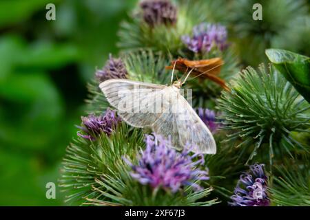 Primo piano della farfalla della madre della falena perlata su una pianta di cardo viola Foto Stock