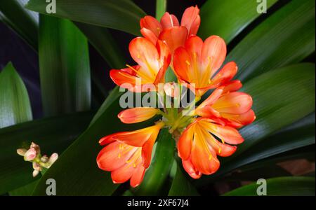 Dettaglio del fiore rosso ibrido Clivia (cyrtanthiflora) con pistole gialle Foto Stock