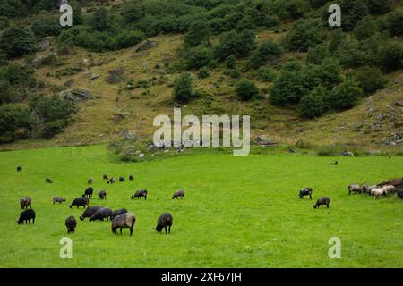 Pecore che pascolano nel paesaggio della Norvegia, erba fresca dopo la giornata di pioggia Foto Stock