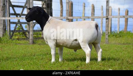 Montone dorper maschio molto premiato in Brasile. Il Dorper è una razza sviluppata in Sud Africa Foto Stock