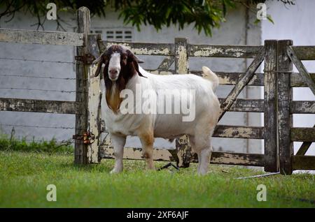 Capra maschio Boer molto premiato in Brasile. Il Boer è una razza sviluppata in Sudafrica Foto Stock