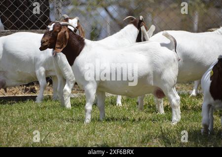 Bellissime capre boere nella fattoria Foto Stock