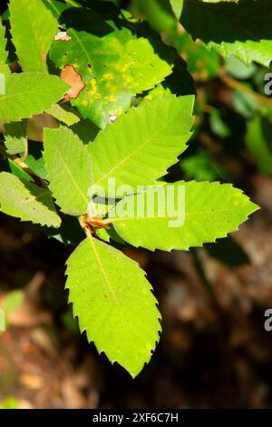 Tanoak parte lungo il Gray Falls Trail, Trinity Wild e Scenic River, Six Rivers National Forest, California Foto Stock