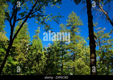 Foresta lungo il Gray Falls Trail, Trinity Wild e Scenic River, Six Rivers National Forest, California Foto Stock