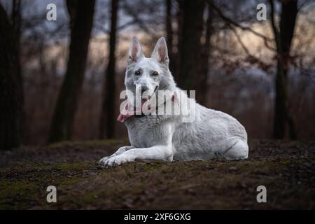 La regina bianca Freya in posa. Bello e calmo morbido ritratto svizzero del cane pastore. Il cane è veramente il migliore amico dell'uomo. Foto Stock