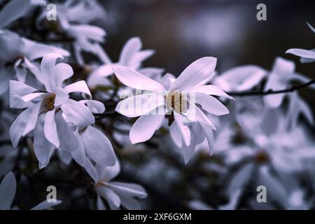 Albero di magnolia splendidamente colorato in piena fioritura in primavera a Praga, Repubblica Ceca, Europa. Vibrazioni primaverili piene di splendidi fiori, colori e profumi Foto Stock