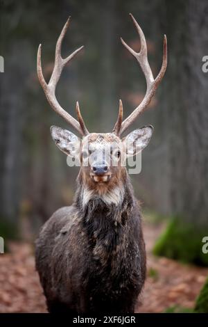 Il cervo è fermo nel mezzo di una fitta foresta, circondato da alberi alti e vegetazione. L'animale appare vigile e concentrato, mescolando senza interruzioni Foto Stock