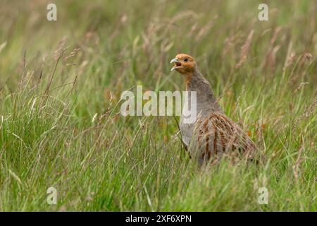 Grigio, nome scientifico: Perdix Perdix. Primo piano di una pergamena grigia o inglese che chiama la brughiera gestita. Rivolto a sinistra. Preso W Foto Stock