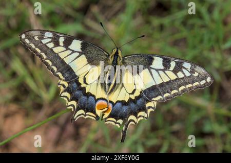 Questa immagine mostra un primo piano di una farfalla a coda di rondine del Vecchio mondo. Foto Stock