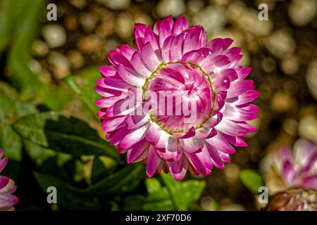 USA, Colorado, Fort Collins. Primo piano di Strawflower. ©Fred Lord / Jaynes Gallery / DanitaDelimont.com Foto Stock