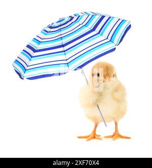 Grazioso e soffice pulcino con ombrellone a righe isolato su bianco Foto Stock