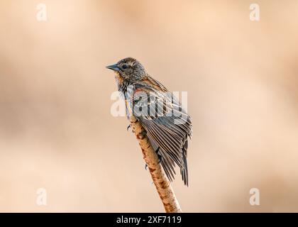 Una Blackbird dalle ali rosse che estende le sue piume in grande stile, mentre si tiene aggrappato a un solo gambo di coda nel suo ambiente naturale. Foto Stock