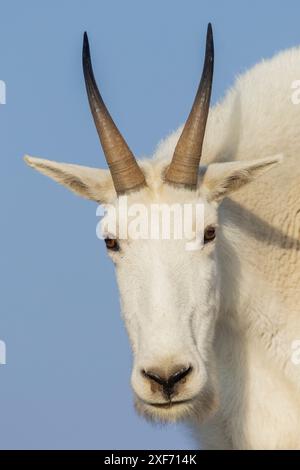 Primo piano di una capra di montagna, regione alpina del Colorado, Stati Uniti Foto Stock