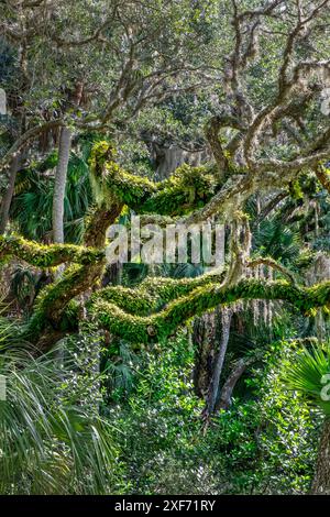 Querce vive tra palme, Florida Foto Stock