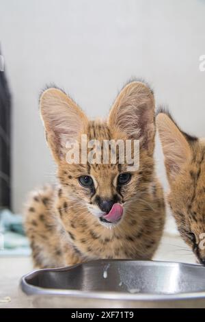 Giovani gattini africani. Foto Stock