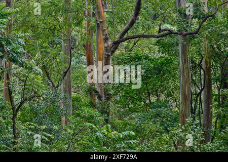 USA, Hawaii, Maui. Foresta arcobaleno di eucalipto Foto Stock