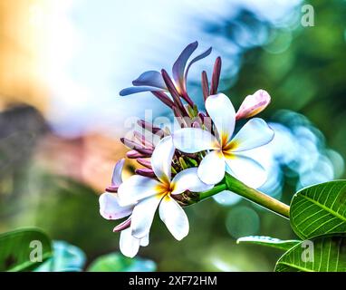 Frangipani rosa plumeria, Waikiki, Honolulu, Hawaii. I fiori di Plumeria rendono i leis profumati e belli. Foto Stock
