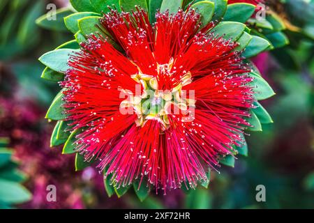 Fiore rosso Ohia Lehua, Waikiki, Honolulu, Hawaii. Gli Ohia sono nativi delle Hawaii e l'albero è sacro per gli hawaiani a causa della sua relazione con il vulcano Foto Stock